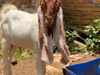 Jamunapari Goat