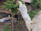jamunapari Goat