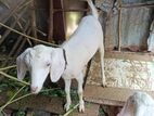 jamunapari goat