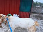 Jamunapari Goat