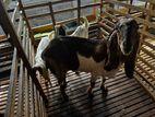 Jamunapari Goats