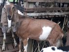 Jamunapari Goat