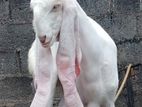 Jamunapari Goat