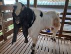 Jamunapari Goat