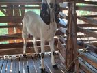 Jamunapari Goat
