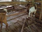 Jamunapari Goats