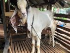 Jamunapari Goat ජමුනාපාරි වස්සා