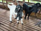 Jamunapari Goat Kids