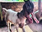 Jamunapari Goat