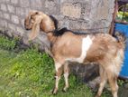 Jamunapari Goat (sevi Aadu)