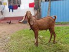 Jamunapari Goats