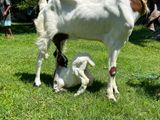 Jamunapari Goats