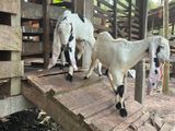 Jamunapari Goats