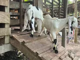 Jamunapari Goats