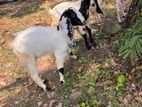 Jamnapari Goats