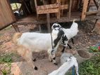 Jamunapari Goats