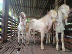 Jamunapari Goats