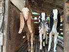 Jamunapari Goats