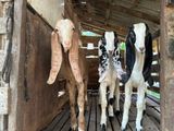Jamunapari Goats