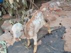 Jamunapari Goats