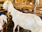 Jamunapari Goats