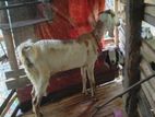 Jamunapari Goats