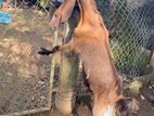 Jamnapari Goats