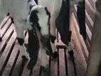 Jamunapari Goats