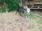 Jamunapari Goats (ජමුනාපාරි එළුවන්)