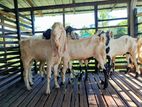 Jamunapari Goats