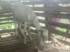 Jamunapari Goat