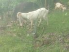 Jamunapari Goat