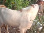 Jamnapari Goat