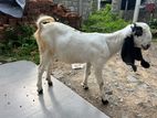 Jamunapari Goat