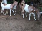 Jamunapari Goats