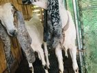 Jamunapari Kanpulli Goats