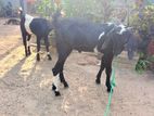 Jamunapari Goat