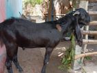jamunapari kida nalla enam valarppukku nallam