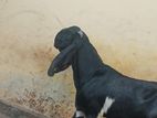 Jamunapari Kidai Goat