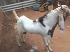 Jamunapari Goat