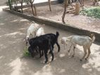 Farm Goat