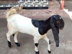 Jamunapari Kuddy Goat