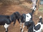Jamunapari Kuttykal
