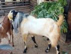 Jamunapari Male Goat
