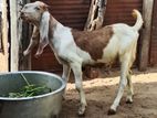 Jamunapari Male