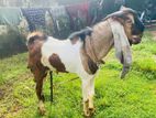 Jamunapari Male Goat