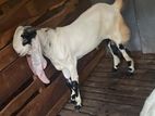 Jamunapari Male Goat
