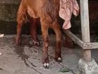 jamunapari Male goat