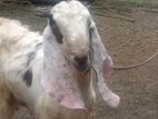 Jamunapari Male Goat