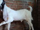 Jamunapari Male Goat